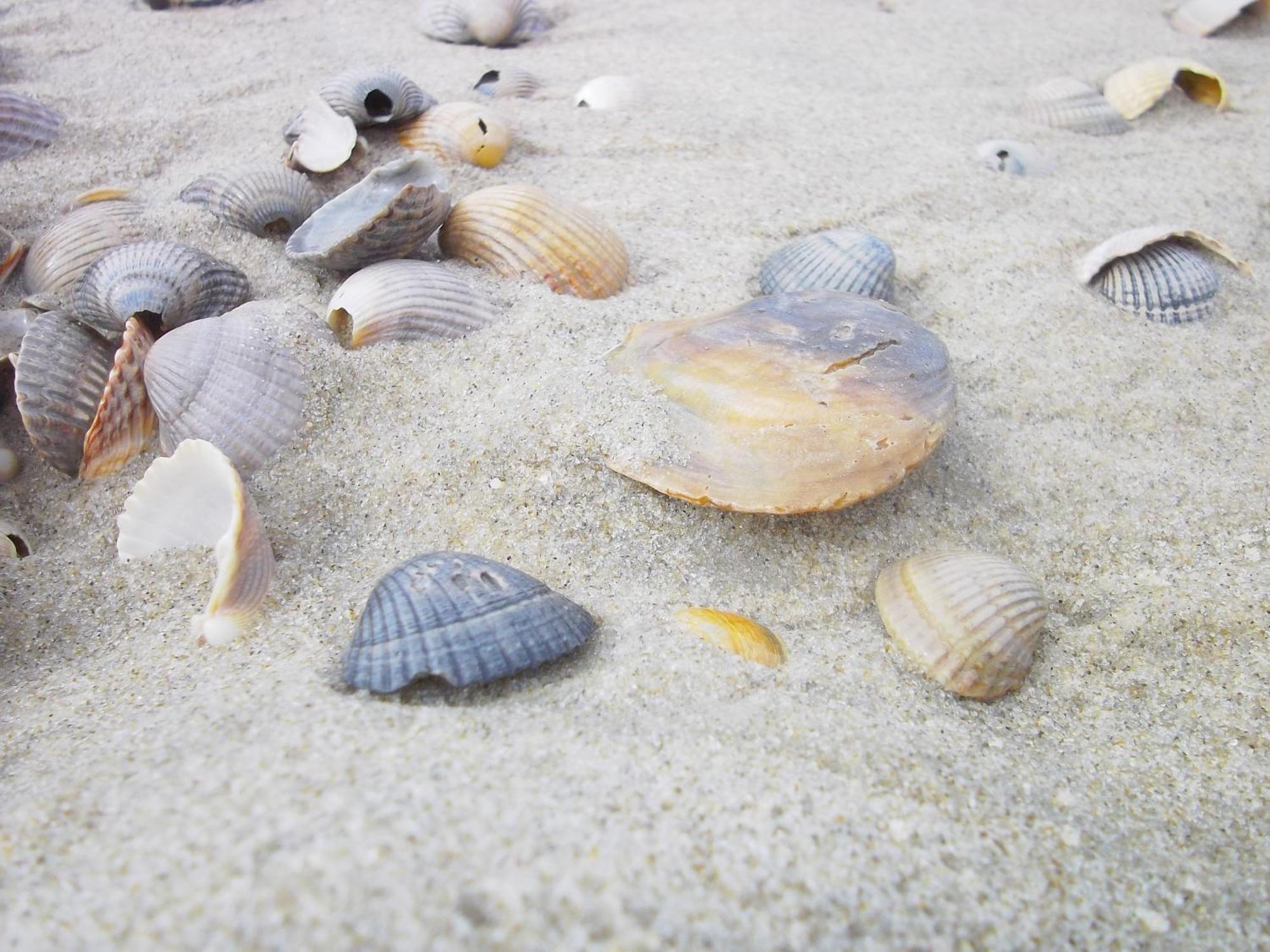 Hotel De Dennen Egmond aan Zee Zewnętrze zdjęcie